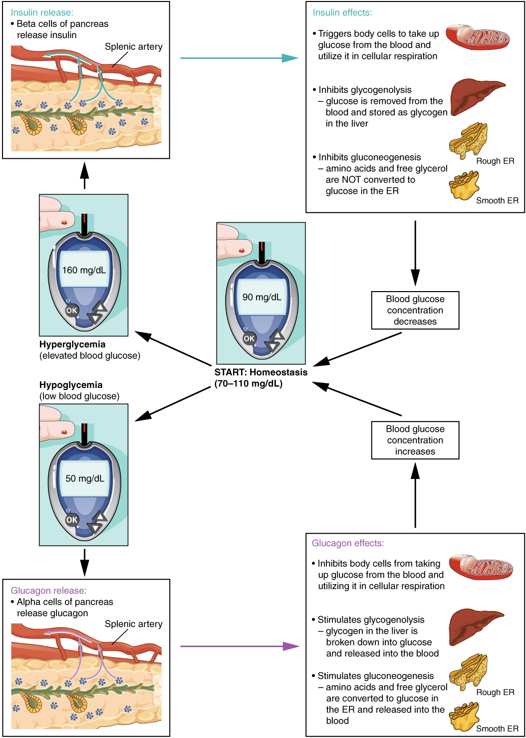 Blood-Glucose-Levels