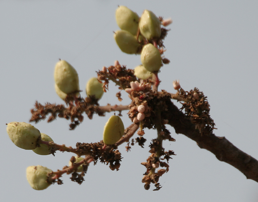 Indian Copal Tree