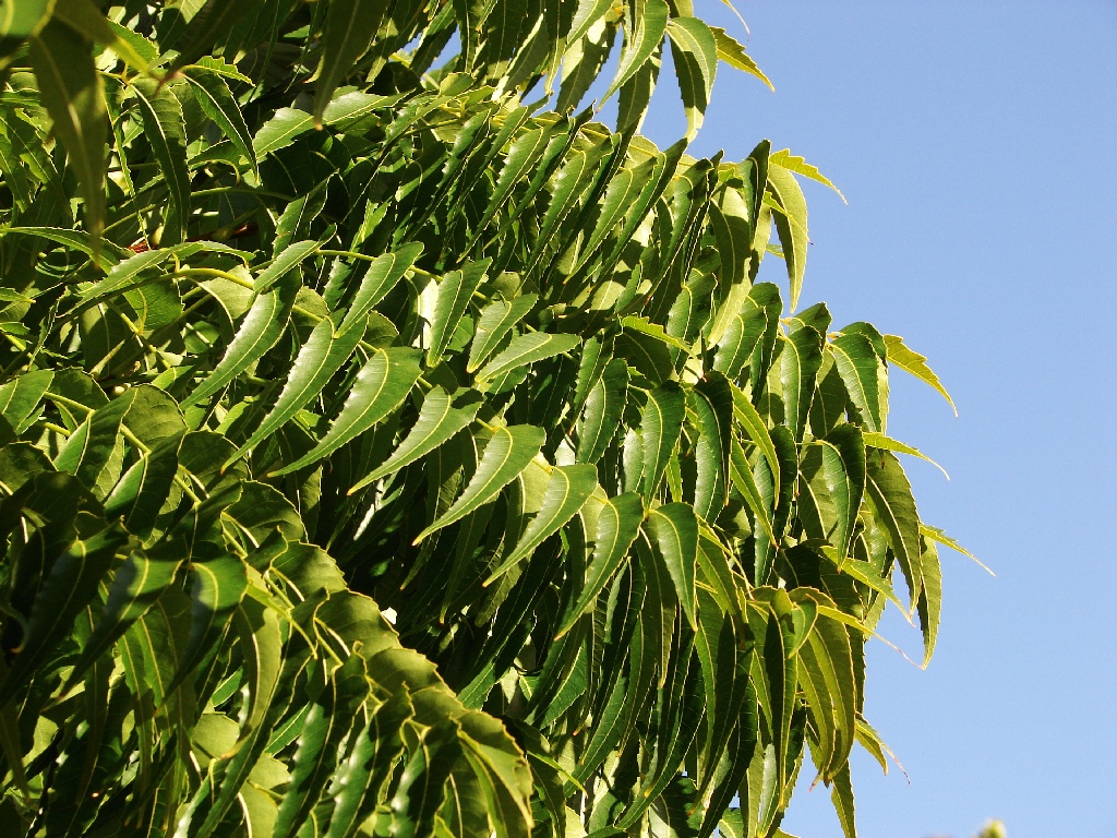 neem plant