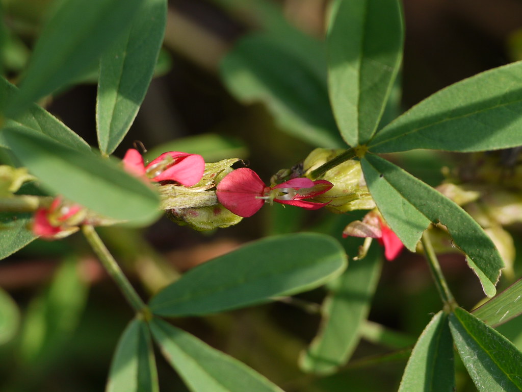 barbada plant