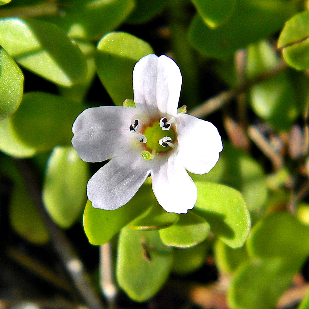 Brahmi plant