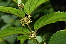 Gymnema sylvestre plant