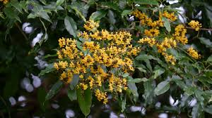 Pterocarpus marsupium plant