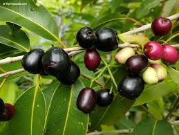 Syzygium cumini plant