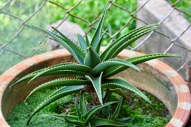 aloe vera plant
