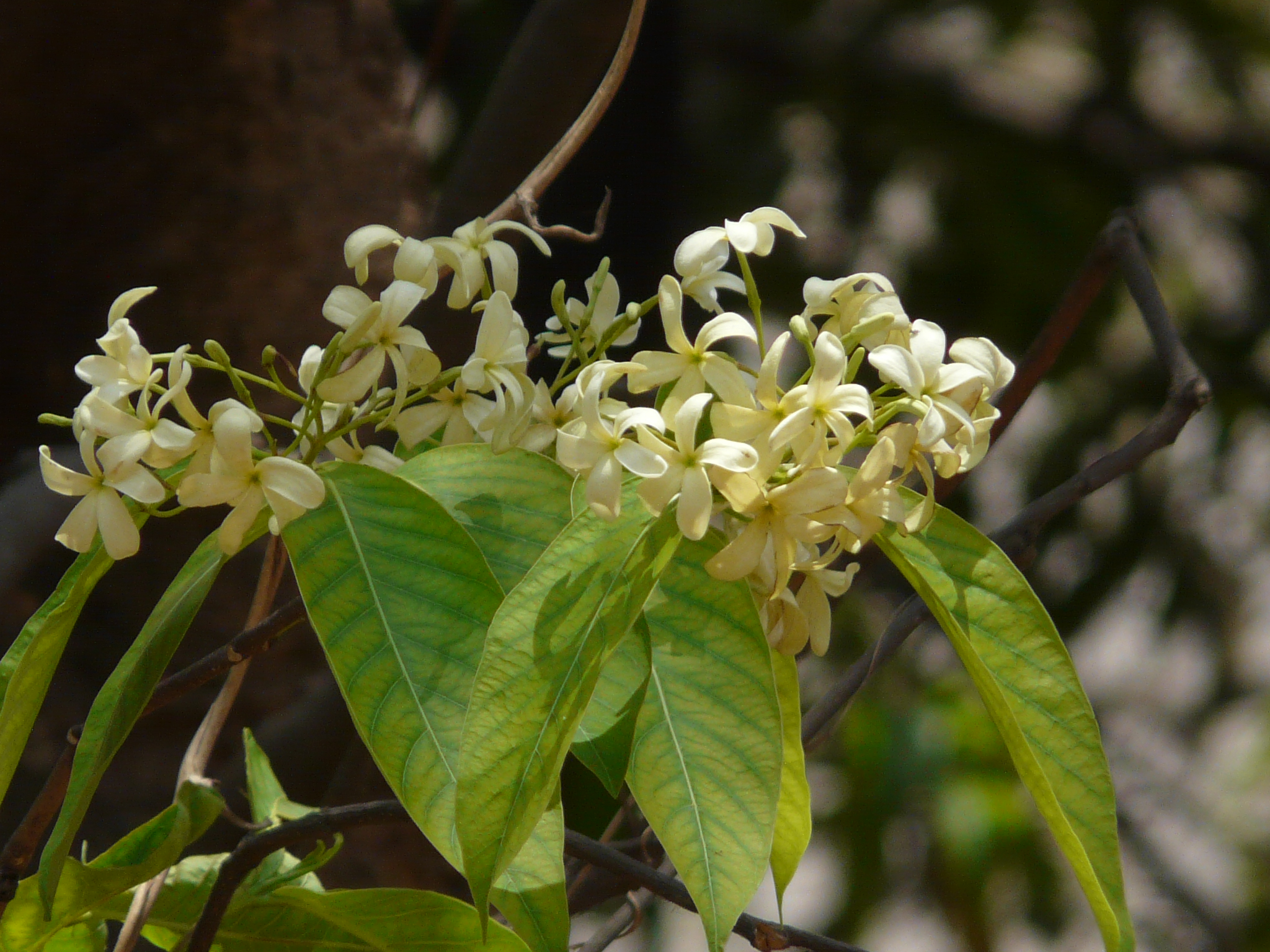 Holarrhena antidysenterica