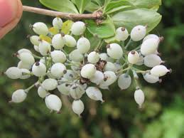 berberis aristata plant
