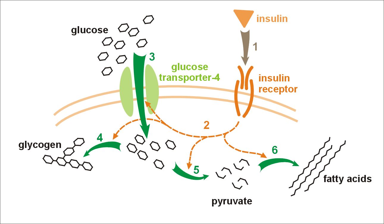 glucose pathway