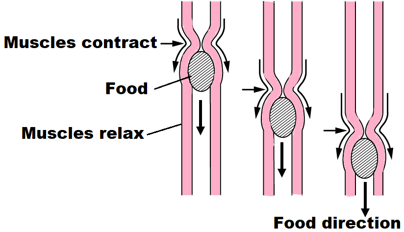 movement of food to stomach