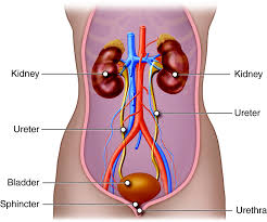 Urinary system
