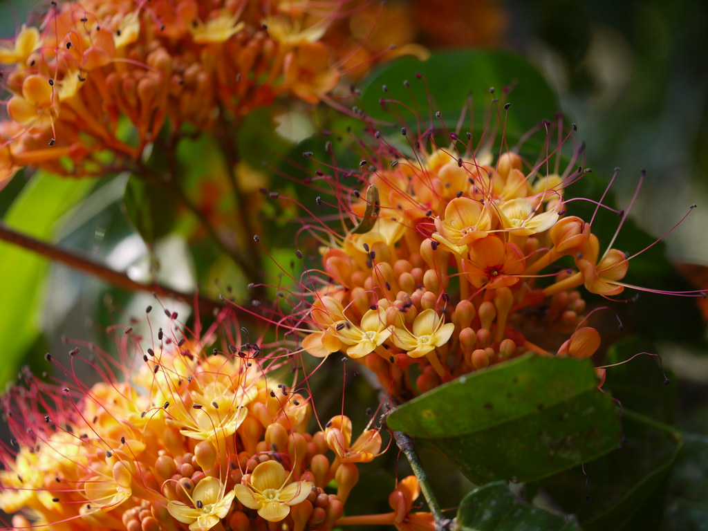 Saraca indica