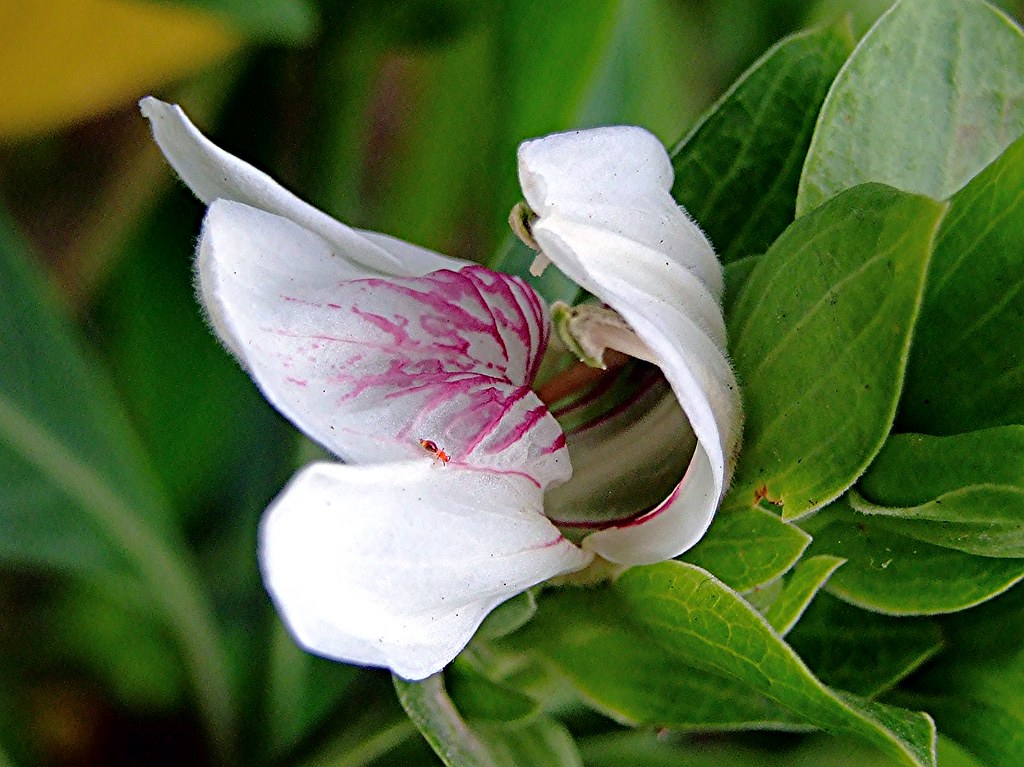 Adhatoda vasica