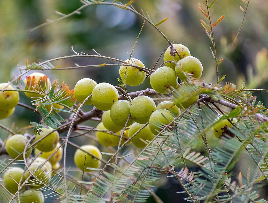 Emblica officinalis