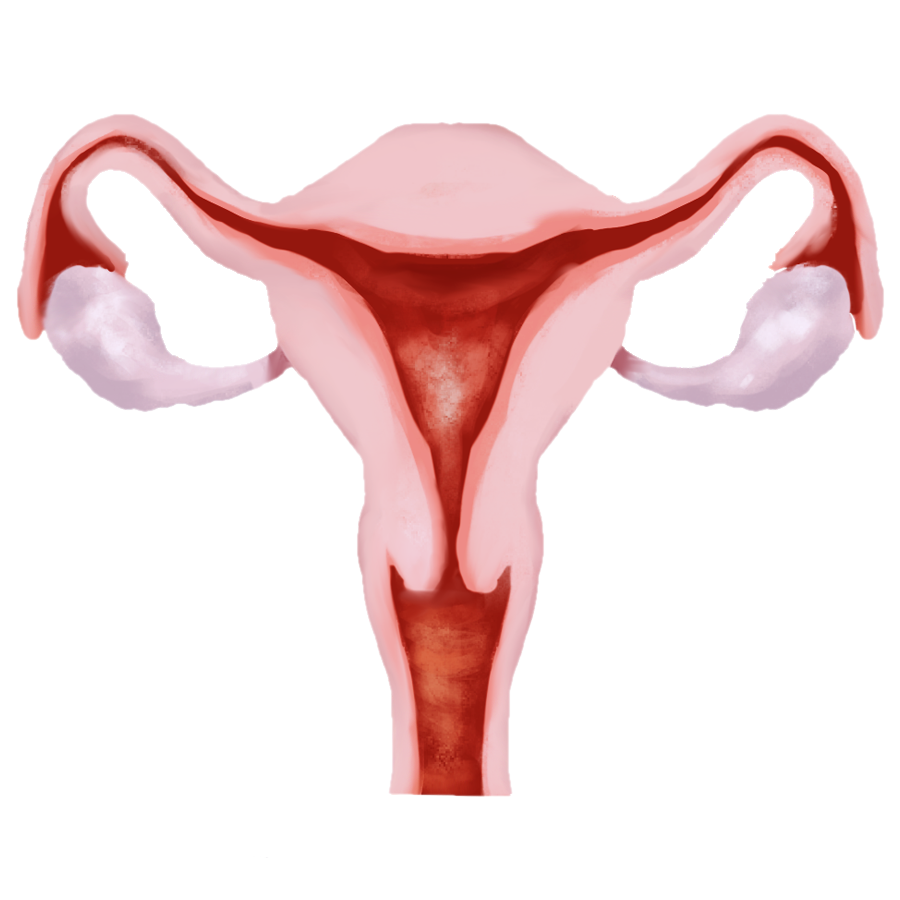 reproductive system of women