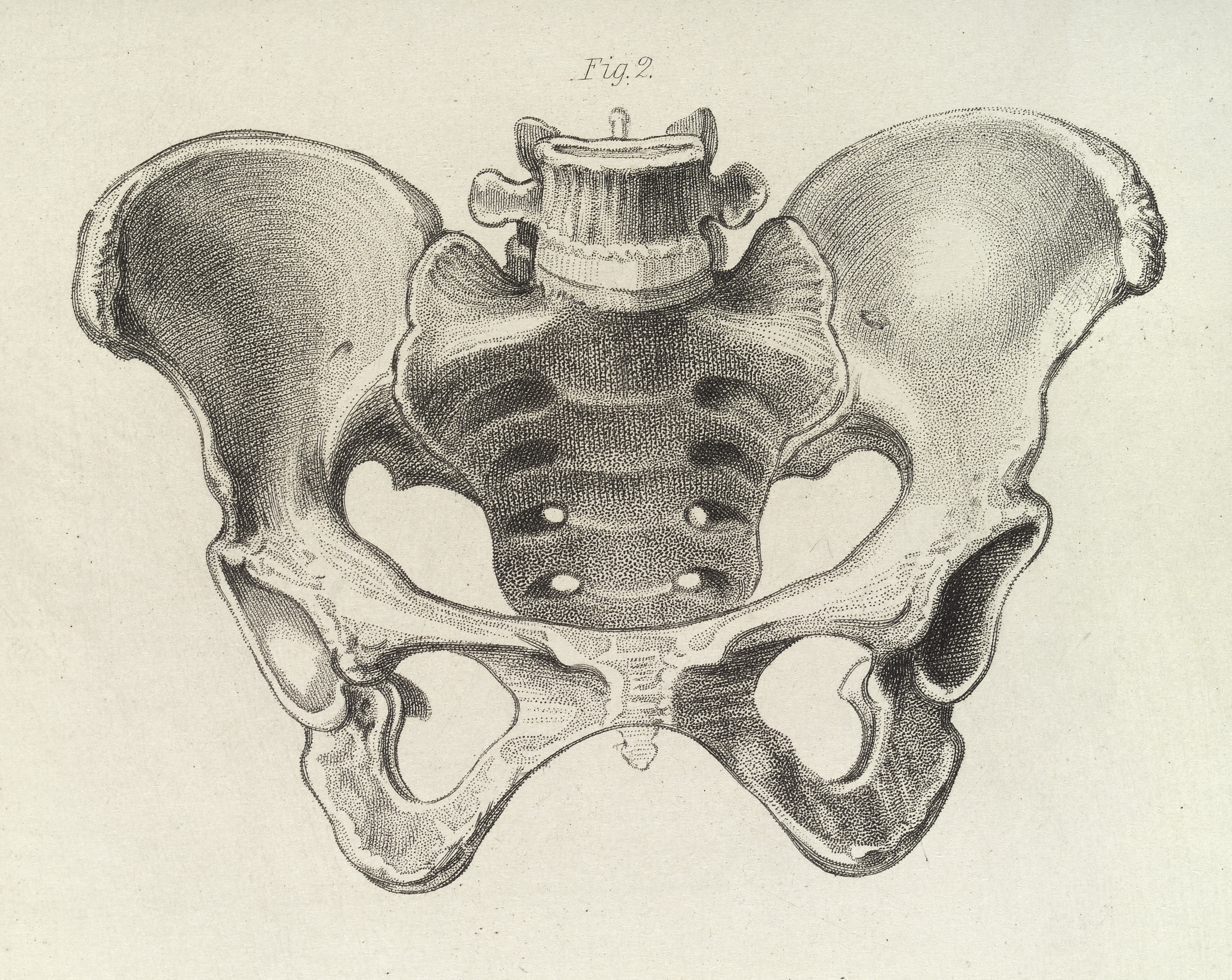 female pelvic bone