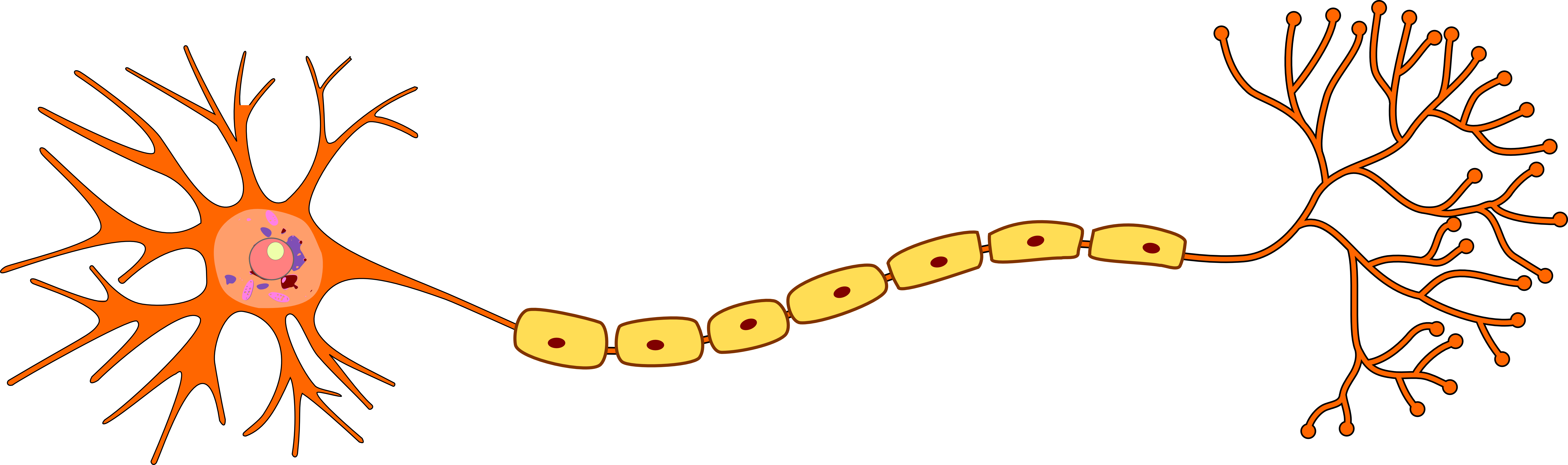 neuron