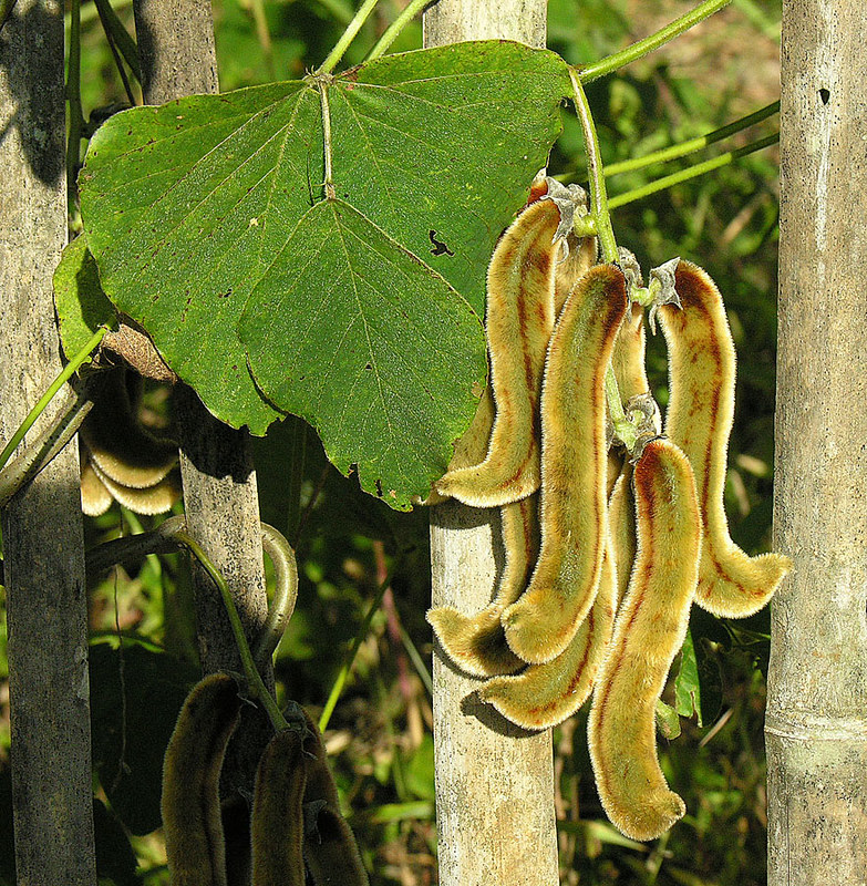 mucuna pruriens plant