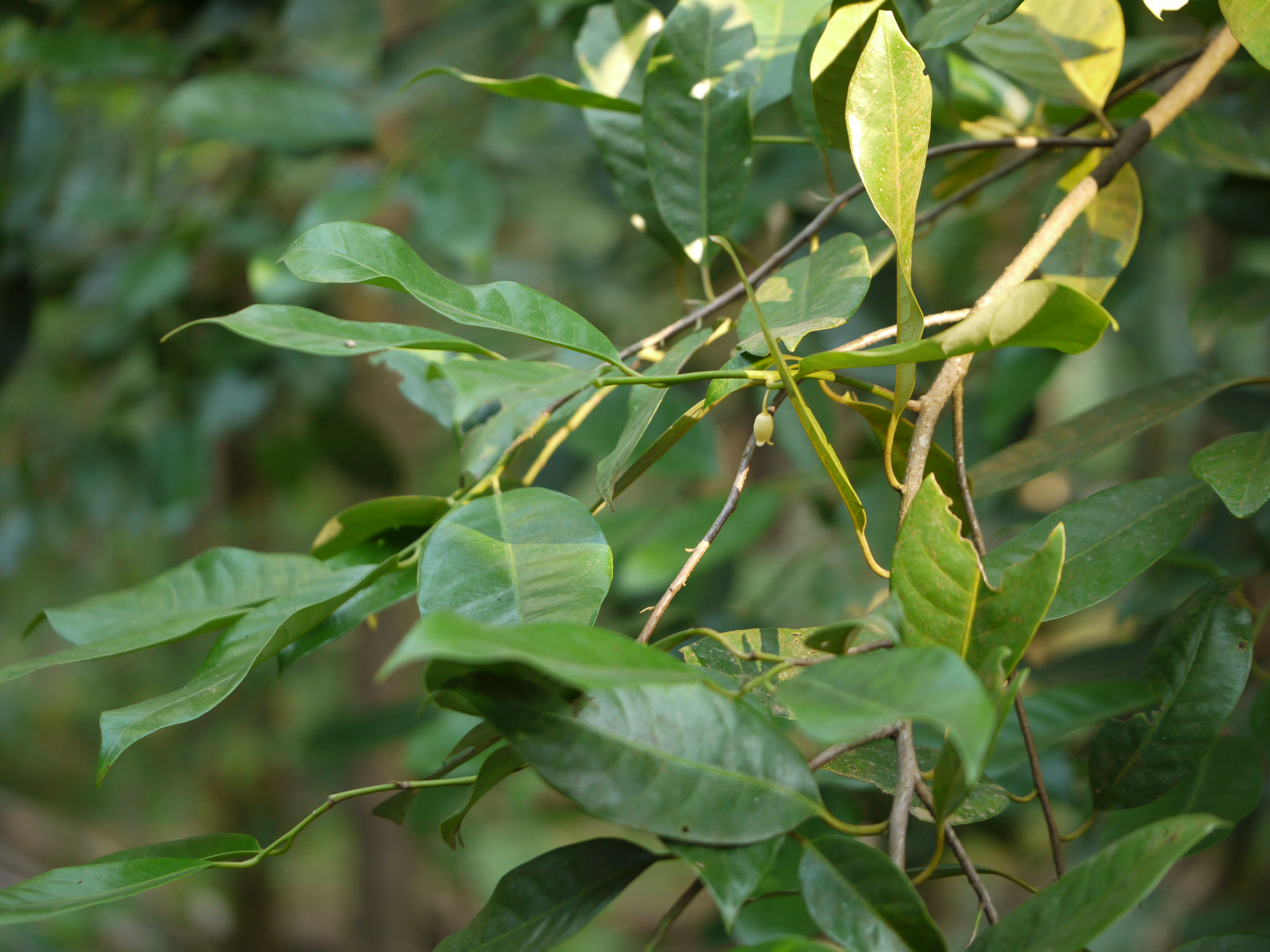 Myristica fragrans plant