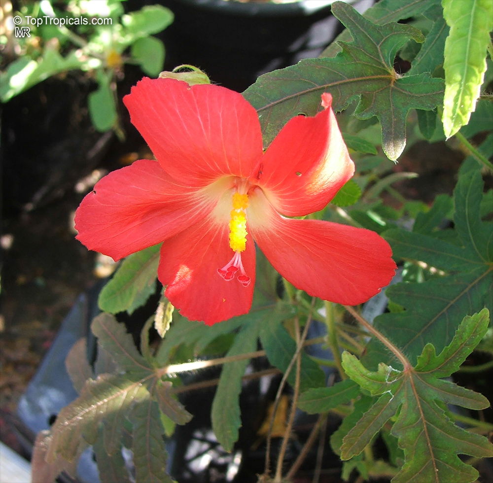 Lathakasthuri plant
