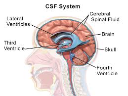 image of the brain and cerebrospinal fluid