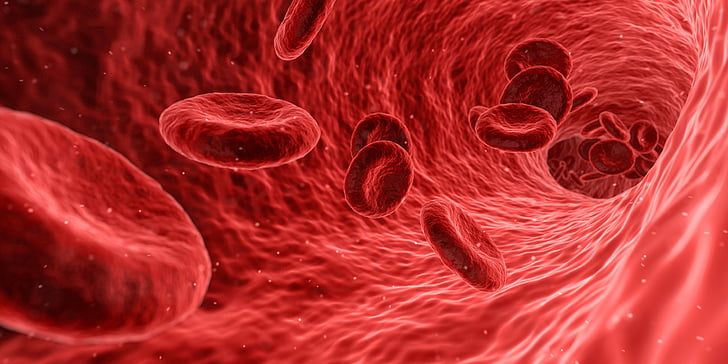 blood inside veins