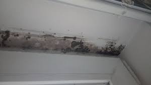 mold that can cause illness