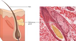 sebum producing gland photo of the skin