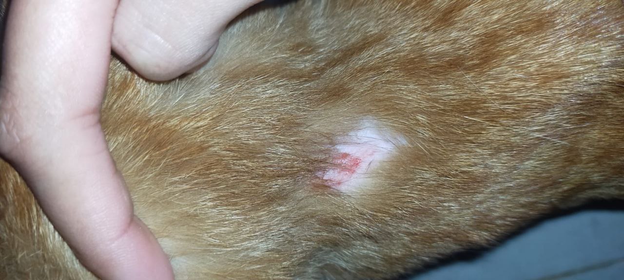 skin infection on cat