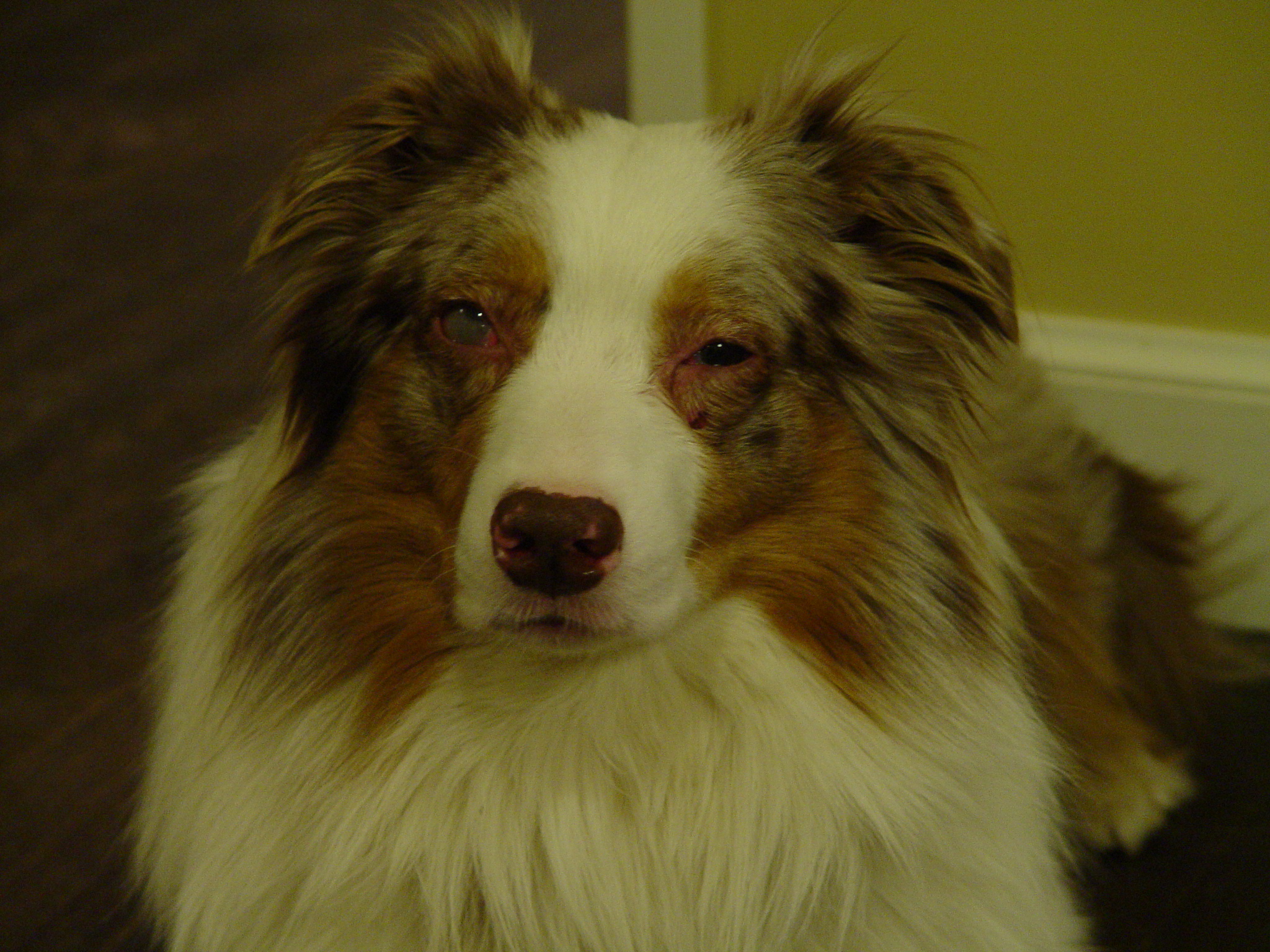 view of Histoplasmosis in a dog