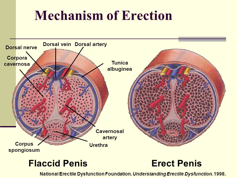mechanism of erection in men