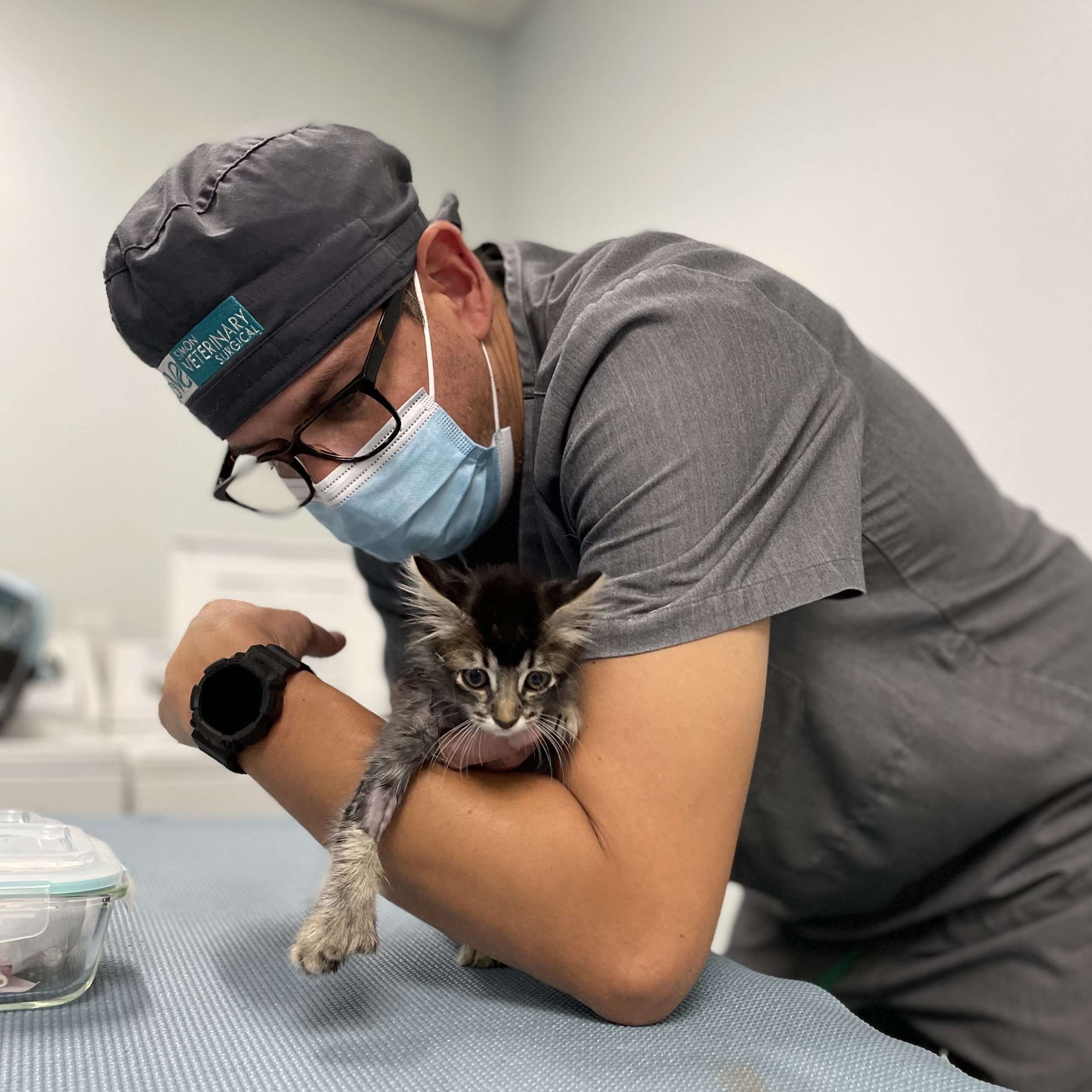 cat with doctor