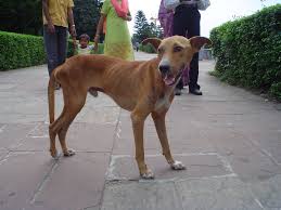 dog anorexia