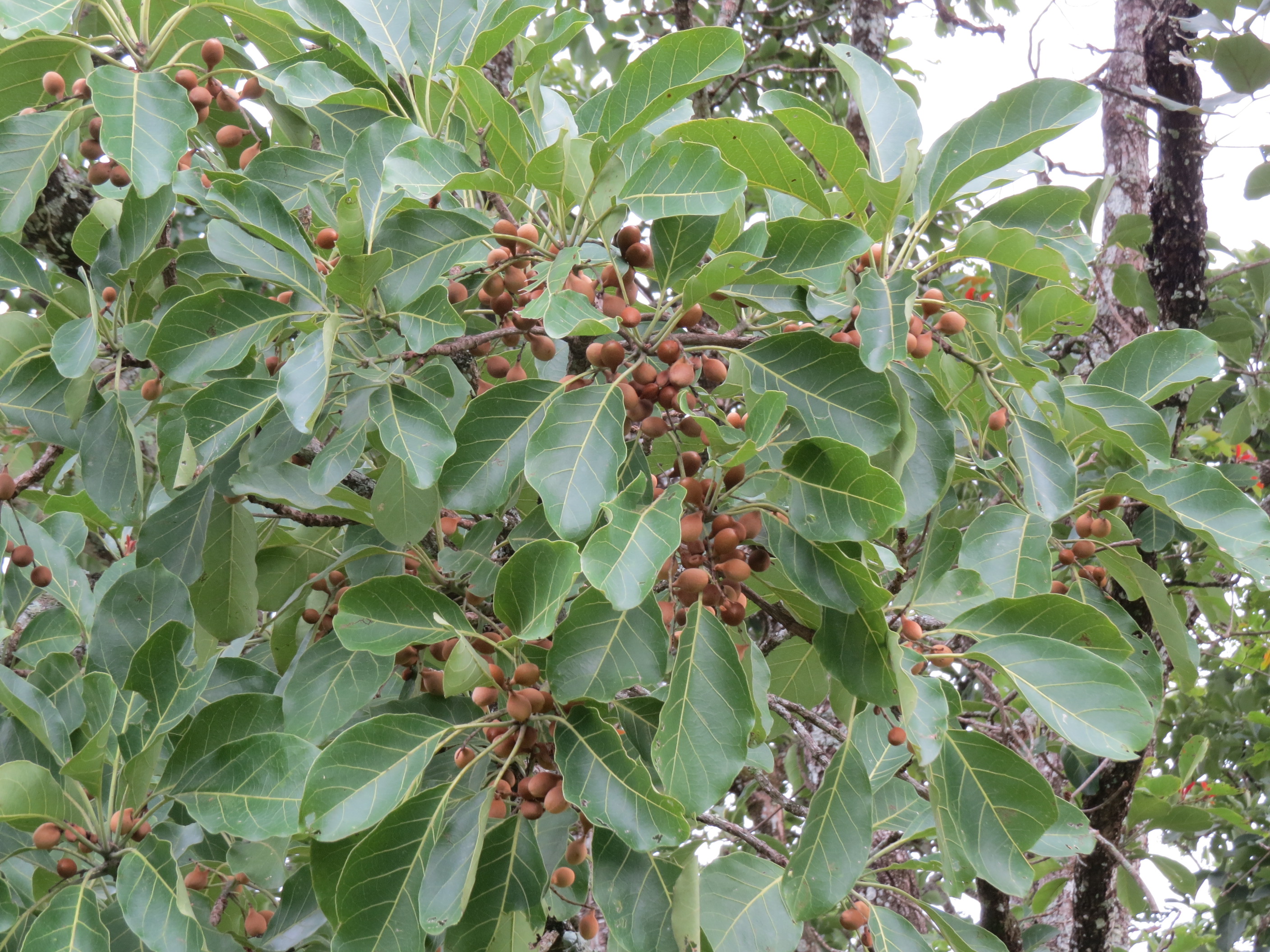 Terminalia bellerica plant