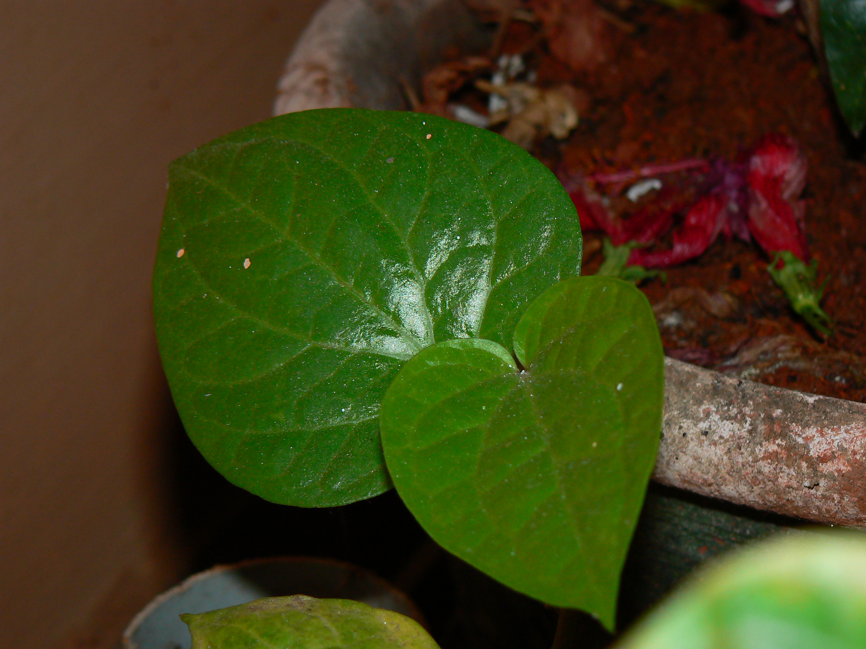 piper betle plant