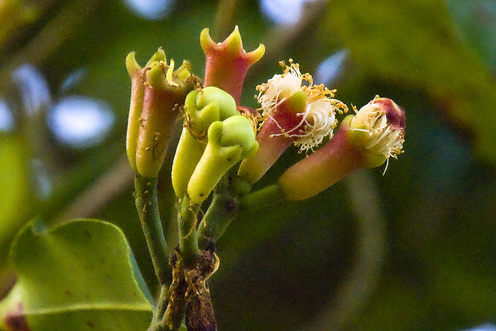 Syzygium aromaticum plant