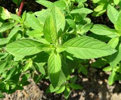mint leaves