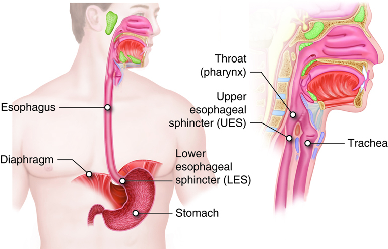 esophagus
