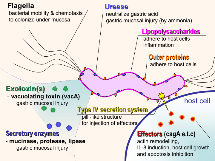 Helicobacter pylori bacteria defined in detail