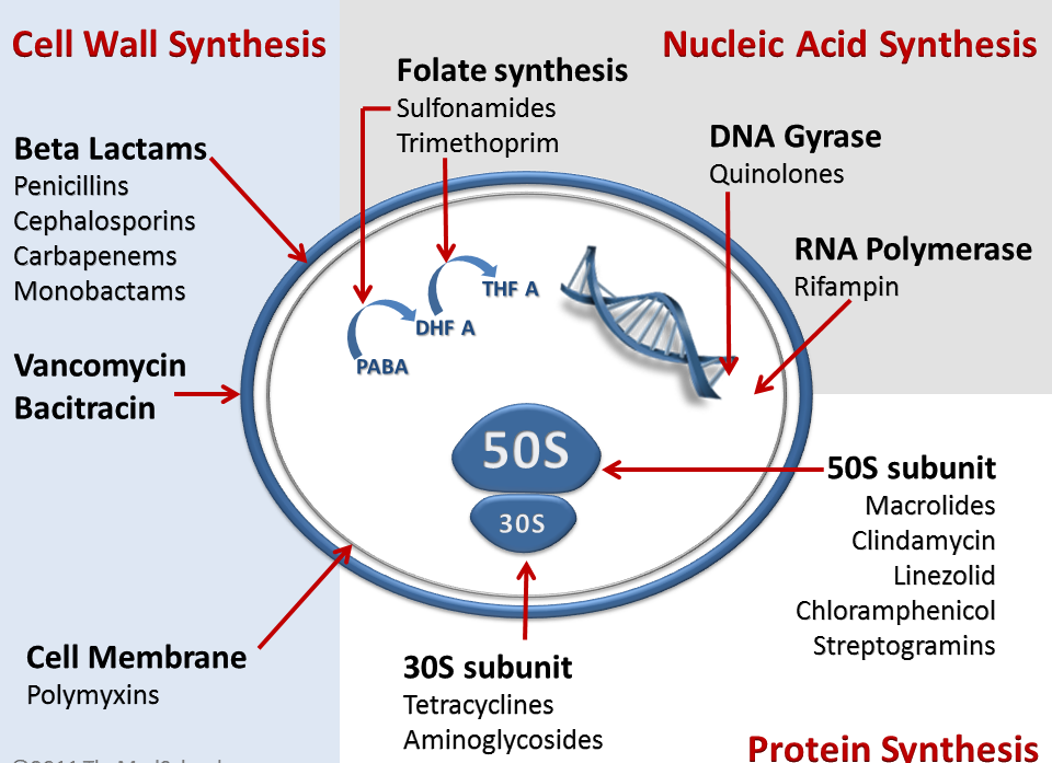 antibiotics mechanisms in action