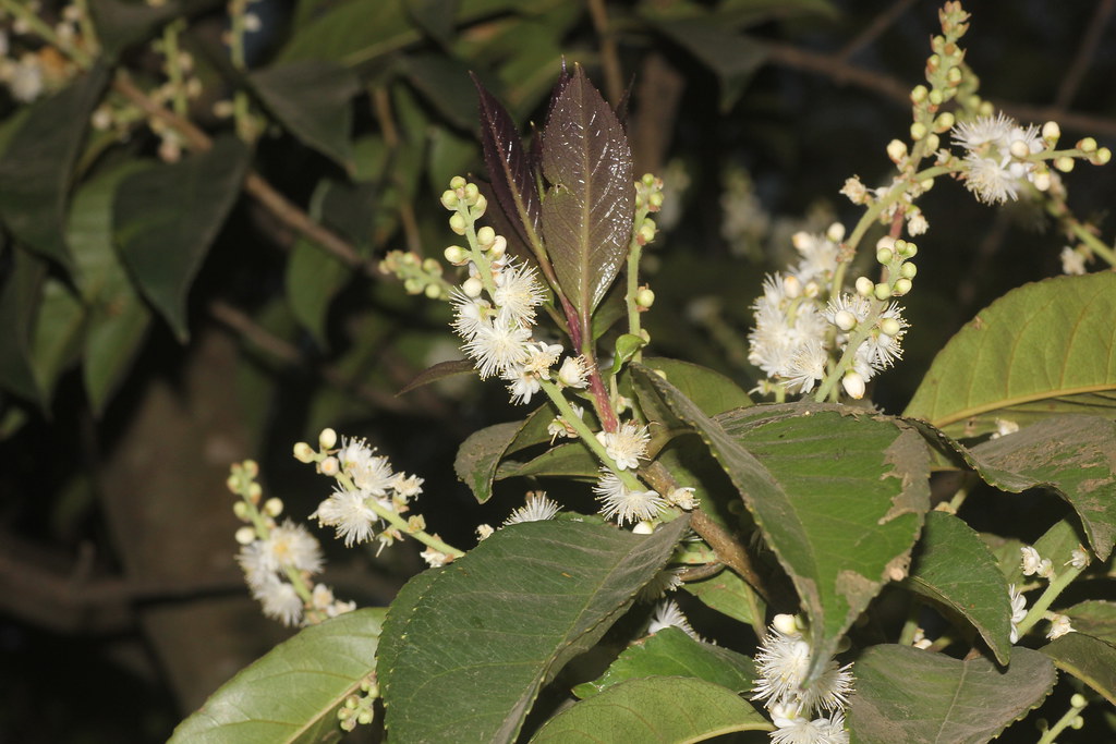 Symplocos racemosa plant