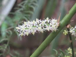 Shatavari plant