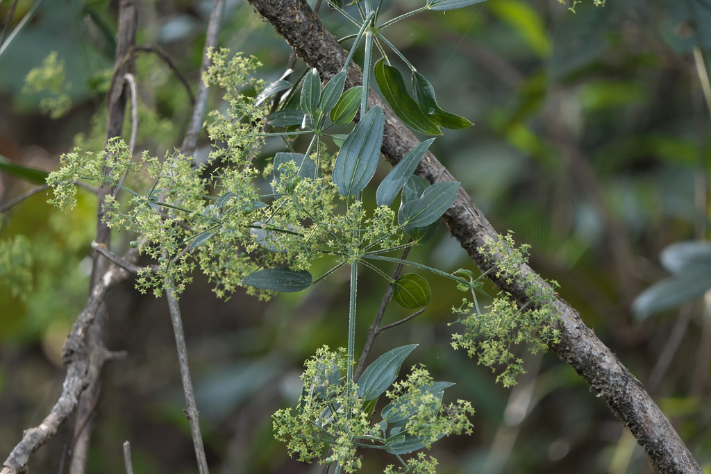 Rubia cordifolia Root