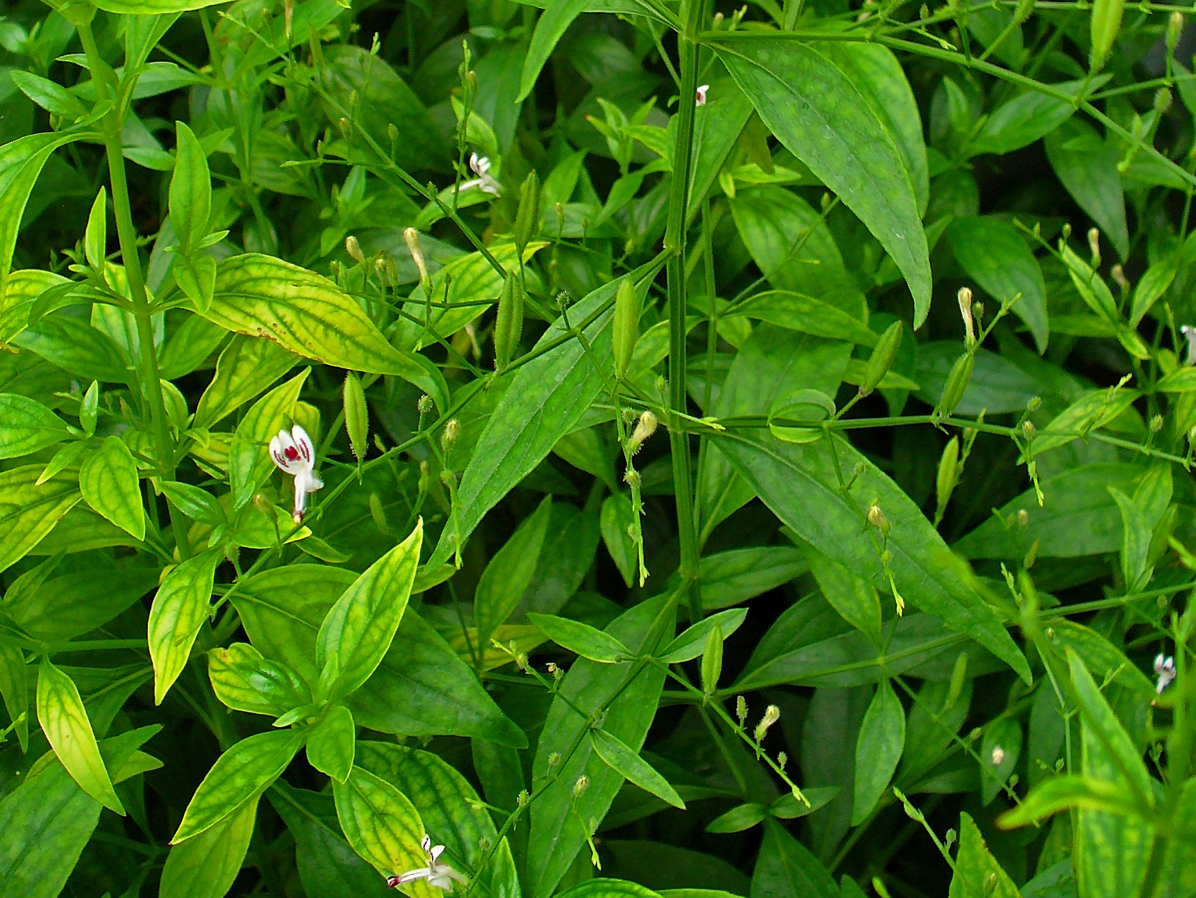 Andrographis paniculata leaves