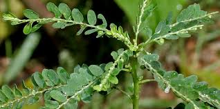 Phyllanthus amarus plant
