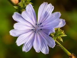 Cichorium intybus