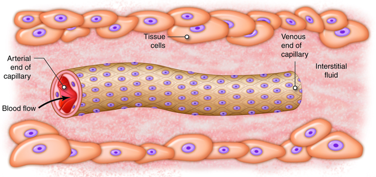 lymphatic of the capillaries