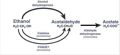 alcohol pathway to metabolism