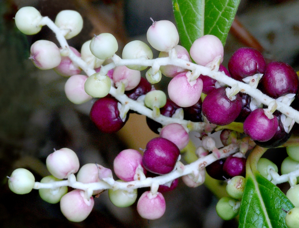 Indian Wintergreen plant