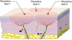 area of pain receptor
