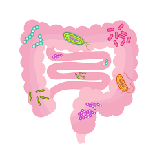 stomach